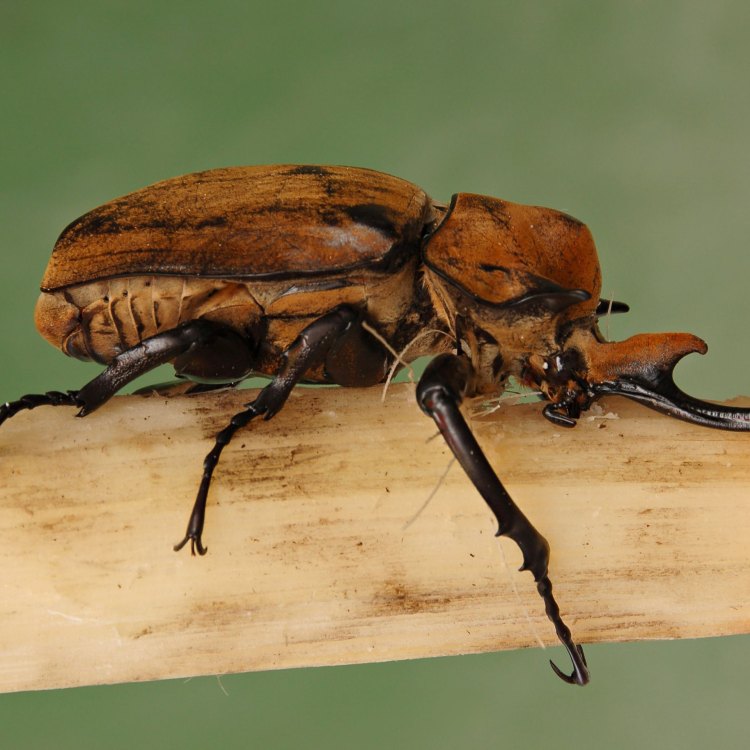 Elephant Beetle: Hewan Kumbang Terbesar di Dunia