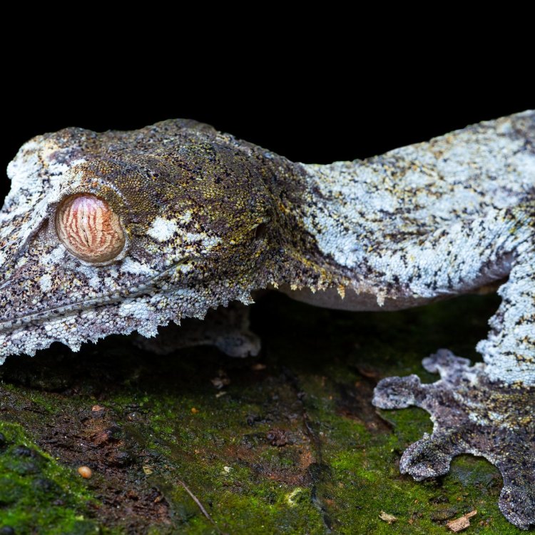 Kemewahan dalam Tampilan: Leaf Tailed Gecko dari Animals L