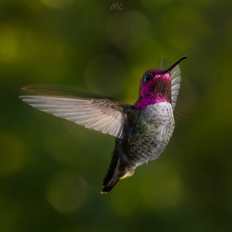 Mengenal Lebih Dekat dengan Anna's Hummingbird: Si Kecil Pemikat dari Pesisir Pasifik