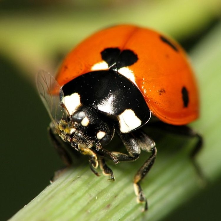 Ladybug: Insecta Kecil yang Cantik dengan Manfaat yang Besar