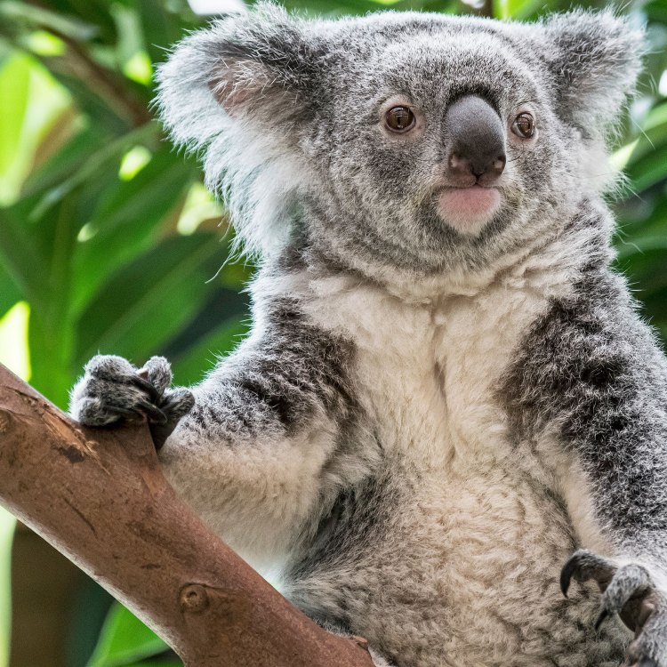 Mengenal Koala, Hewan Endemik Australia yang Menggemaskan dan Menarik