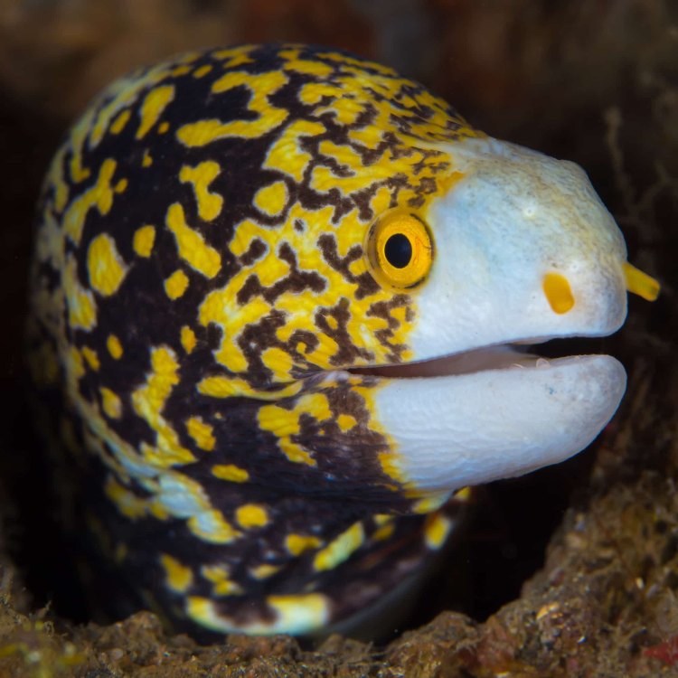 Snowflake Eel: The Fascinating and Unique Creature of the Sea