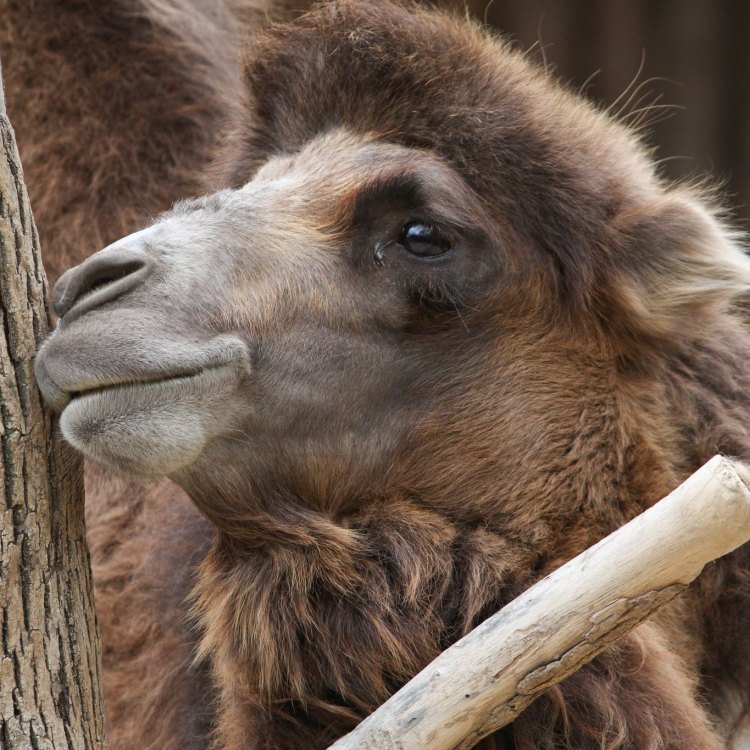 Jelajahi Keunikan Bactrian Camel: Hewan yang Tangguh dari Padang Pasir