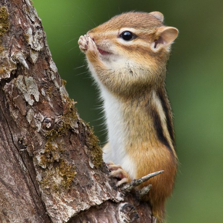 Fascinating Facts about Chipmunks