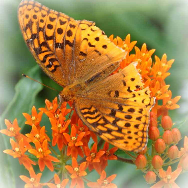 Fritillary Butterfly: Pesona Keindahan di Antara Serangga