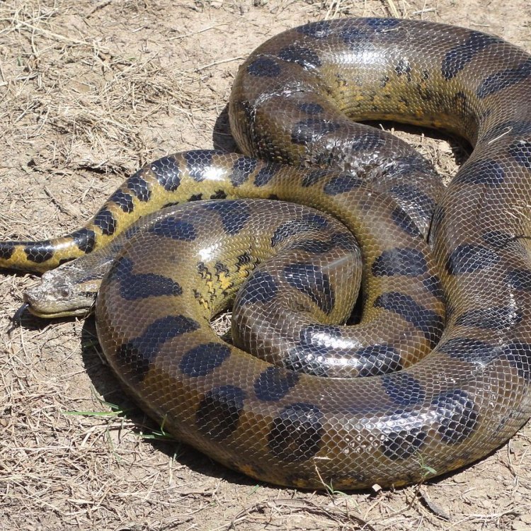 <strong>The Majestic Bolivian Anaconda: Anaconda Termegah di Bolivia</strong>