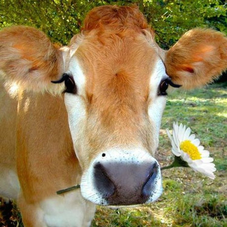 Mengenal Lebih Dekat Sapi (Cow) - Hewan Herbivora yang Terkenal di Seluruh Dunia
