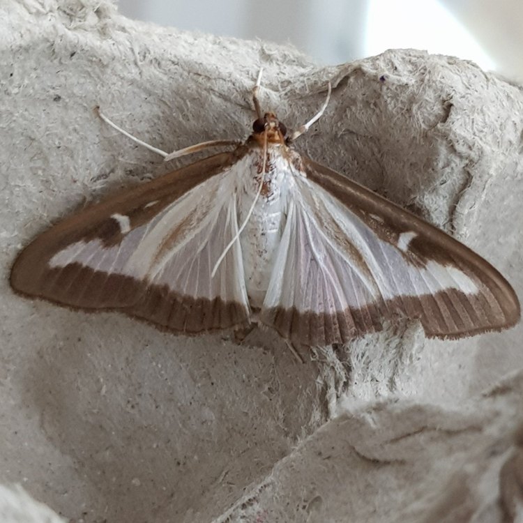 Box Tree Moth: Kupu-kupu yang Mengancam Tanaman Box Tree Anda