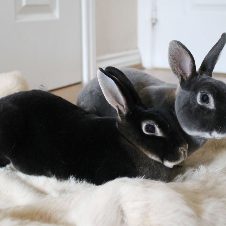 Mengenal Lebih Dalam Tentang Rex Rabbit, Hewan Peliharaan Menggemaskan Dengan Bulu Halus dan Lembut