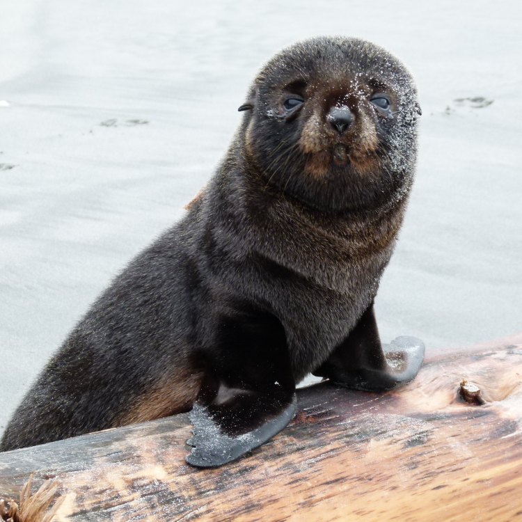 Fur Seal: Hewan yang Terkenal dengan Bulu Berkualitas Tinggi