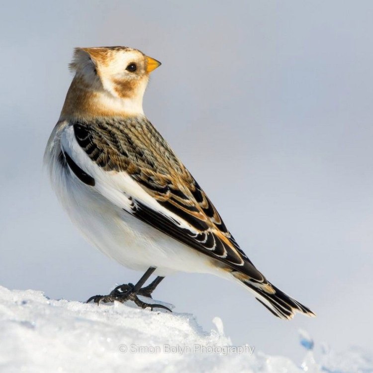 Snow Bunting: Burung yang Cantik dari Kutub Utara