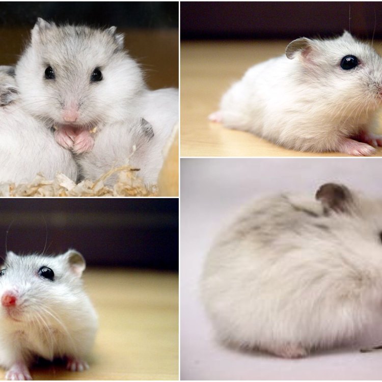 Dwarf Hamster: Hewan Kecil Yang Menarik Untuk Dipelihara