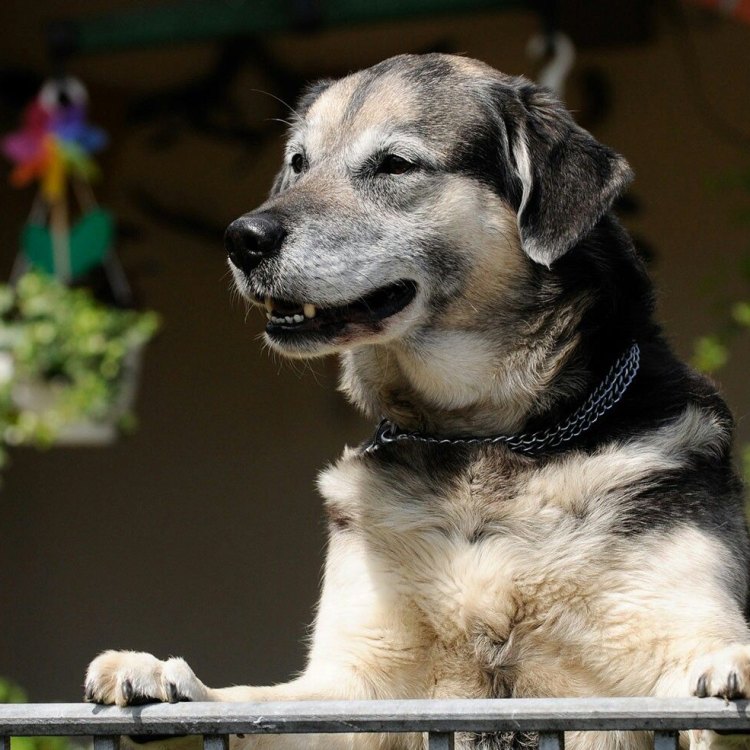 Huskador: Anjing Energi yang Penuh Keakraban