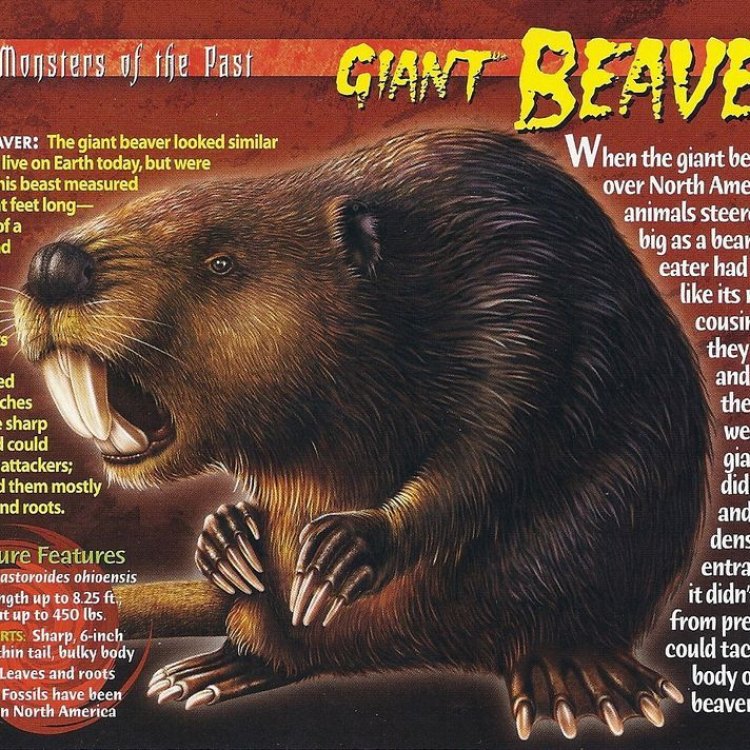 Perkenalkan: Giant Beaver, Hewan yang Mengagumkan dari Lembah Benua Amerika Utara