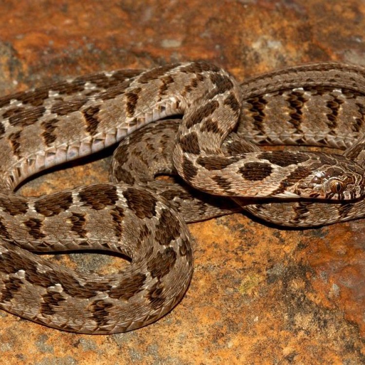 Rhombic Egg Eater Snake: Hewan Pemakan Telur Unik dari Afrika