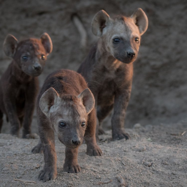 Hyena: Taring Sang Penghuni Savana