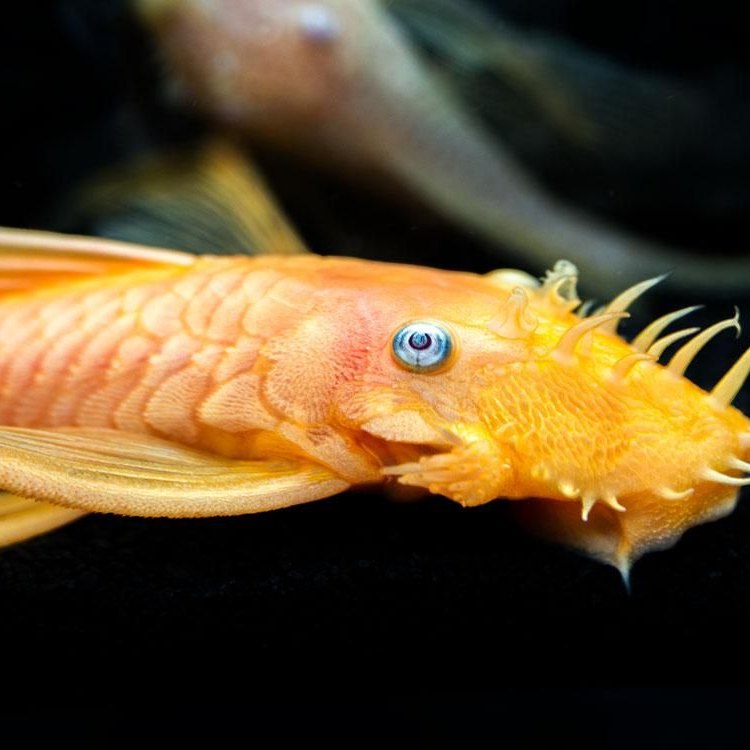 The Blue Eyed Pleco: Ikan Hewan yang Menarik untuk Dipelajari