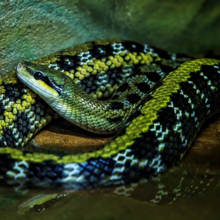 Beauty Rat Snake: Ular Pemikat yang Menawan di Hutan Tropis Asia Tenggara