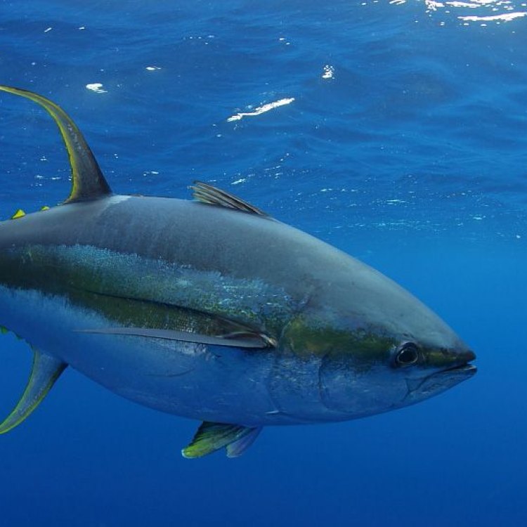 Keajaiban Kecil dari Lautan, Yellowfin Tuna