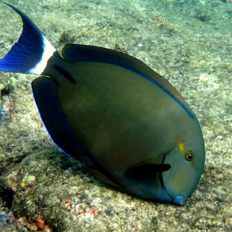 Surgeonfish: Ikan Tersembunyi di Balik Karang