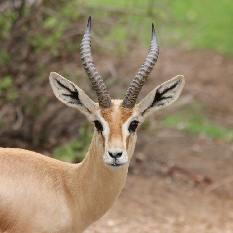 Menjelajahi Keindahan Gazelle: Hewan yang Menawan dan Tangkas di Tanah Afrika dan Asia