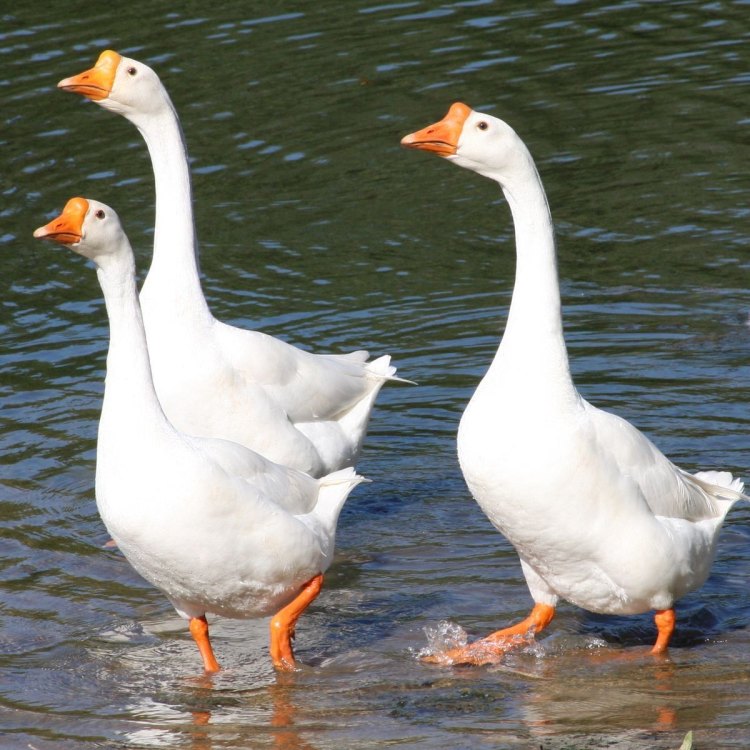 Mengenal Chinese Geese: Hewan Eksotis yang Ramah, Indah, dan Tangguh