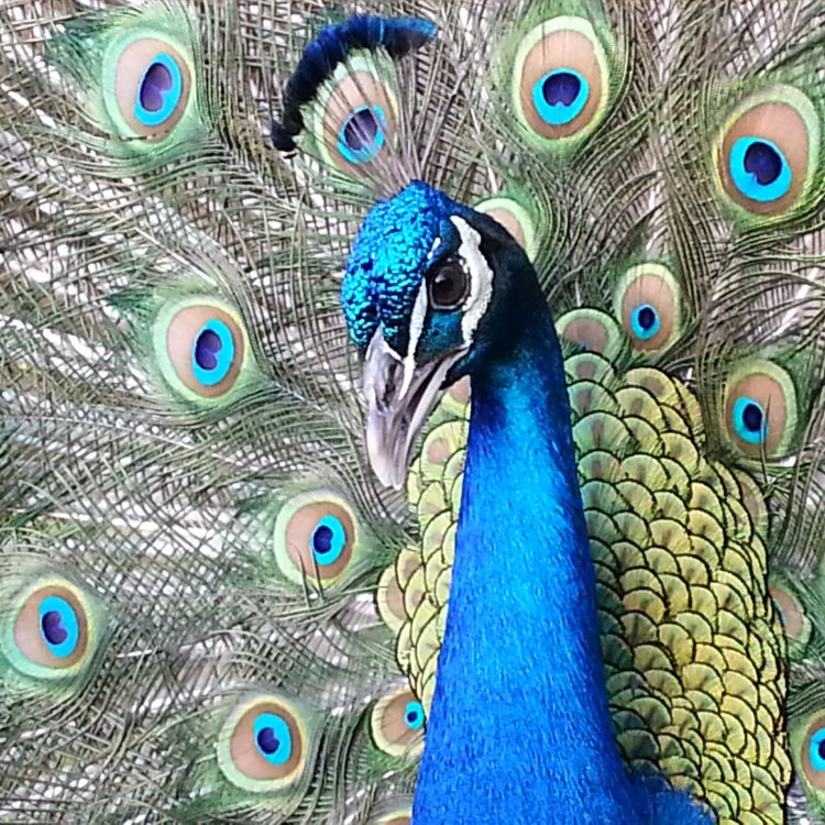 Mempesona dengan Kecantikan dan Keunikan Burung Merak (Peacock)