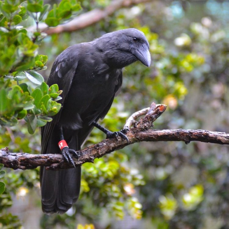 Hawaiian Crow: Burung Eksotis yang Berbeda dari Spesies Lainnya