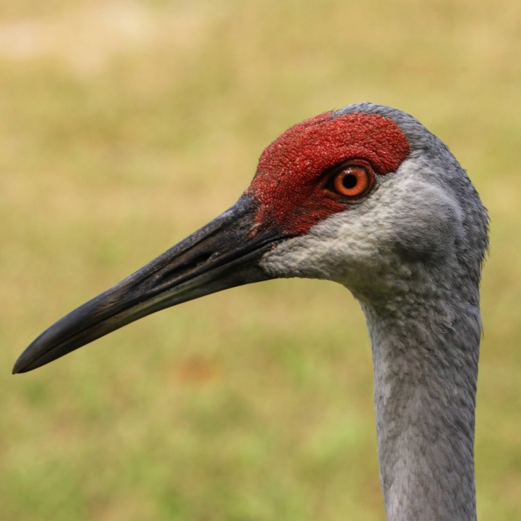 Sandhill Crane: Burung Elegan yang Menawan