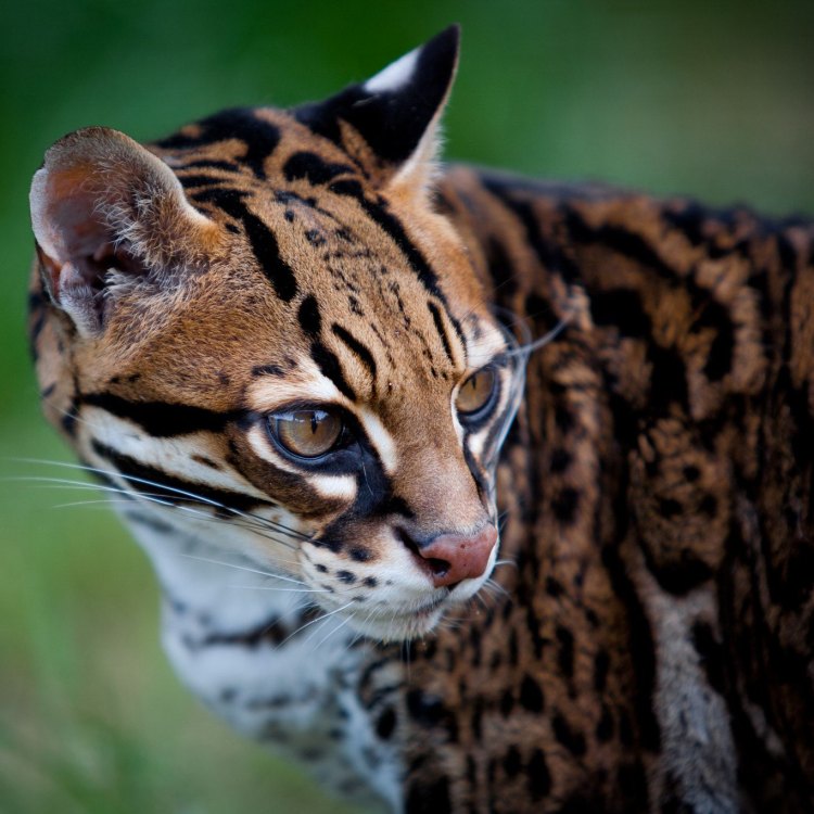 Catatan Menarik tentang Ocelot: Kucing Liar Eksotis dari Amerika Tengah dan Selatan