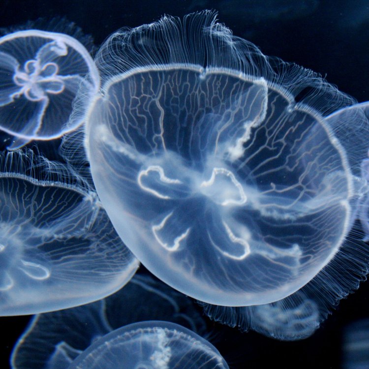 Mengenal Moon Jellyfish, Hewan Ajaib dari Lautan yang Harus Kamu Tahu