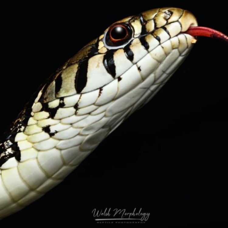 Terselubung Ajaib dari Koleksi Colubridae: Checkered Garter Snake