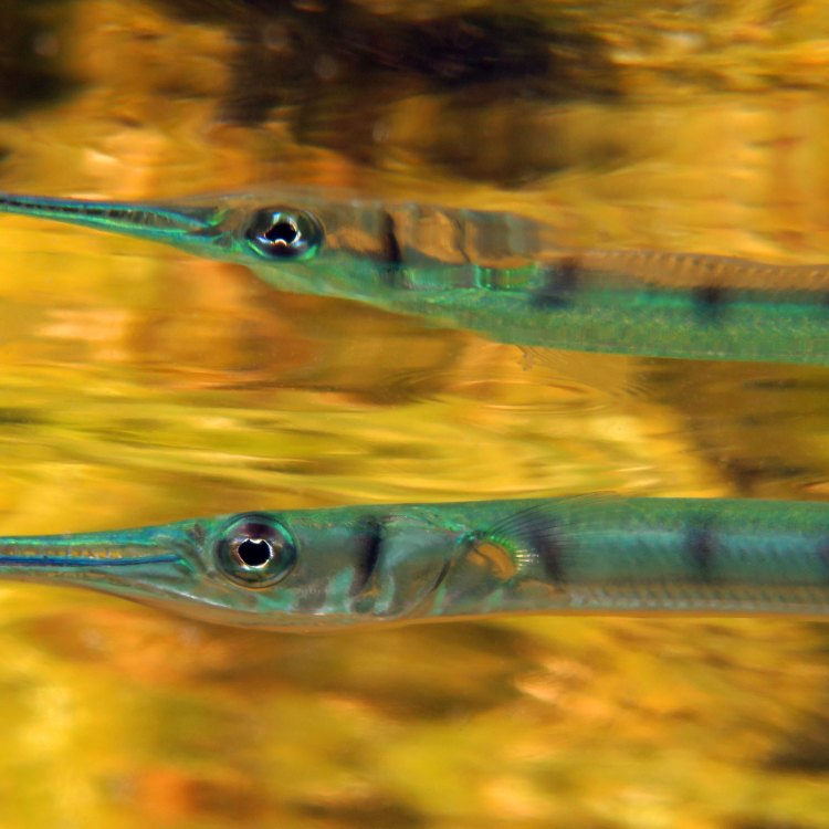 Needlefish: Mengenal Ikan Pedang yang Elegan dan Berbahaya
