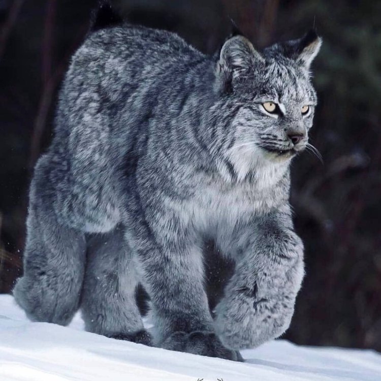 Mengenal Canada Lynx, Kucing Liar Cantik dari Utara