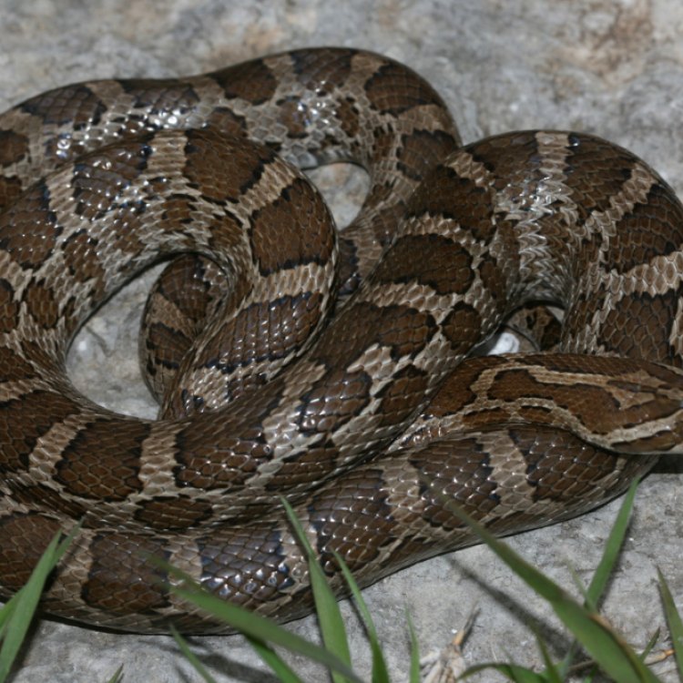Great Plains Rat Snake: Sang Raja Rumput di Tanah Besar Amerika