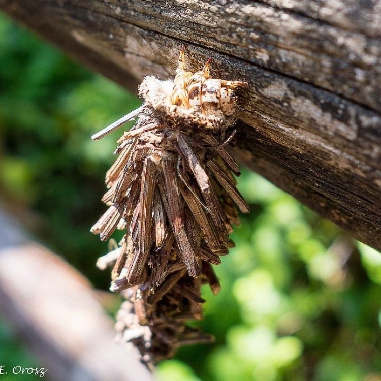 Bagworm Moth: Bengkel Kreatif di Dunia Serangga