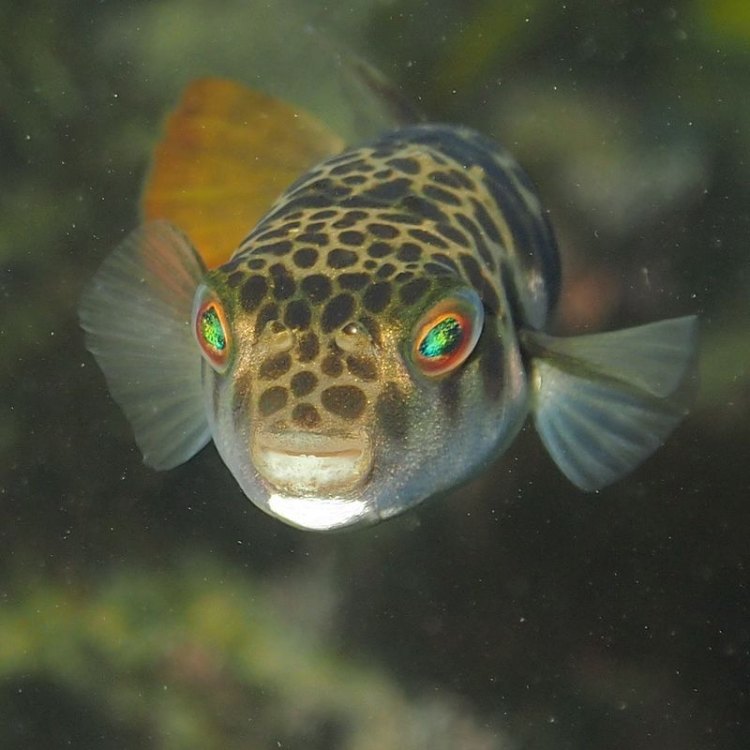 Toadfish: Jenis Ikan yang Tidak Disukai namun Penting dalam Ekosistem Laut