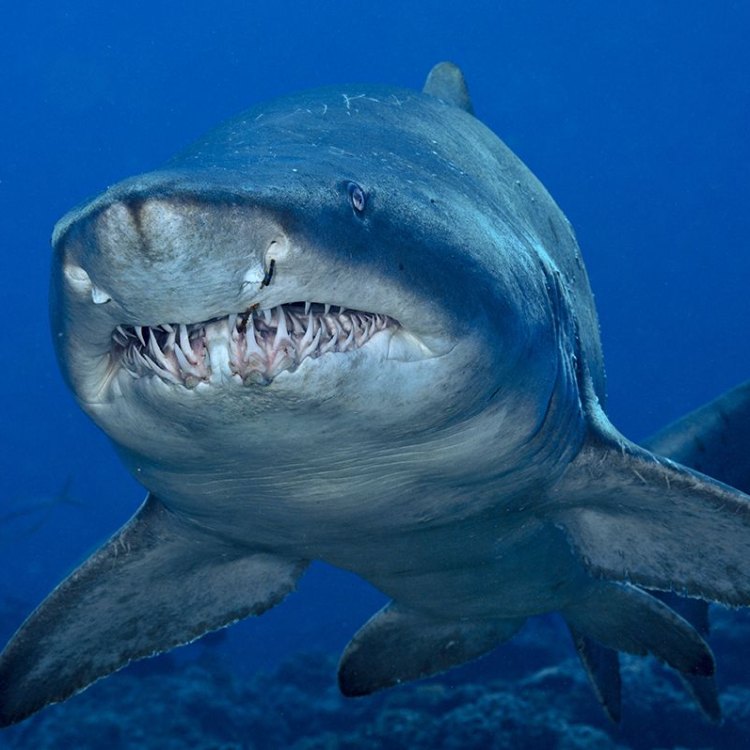 Shark: Pemangsa Laut yang Menakjubkan dengan Nama Ilmiah Carcharodon carcharias