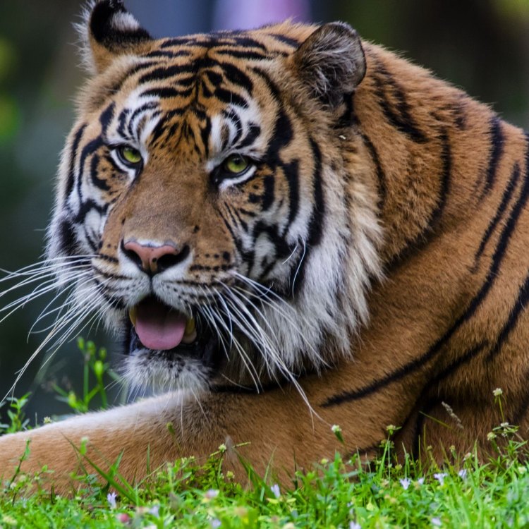 Hewan Maestros - Mengenal Lebih Dekat Tentang Bengal Tiger