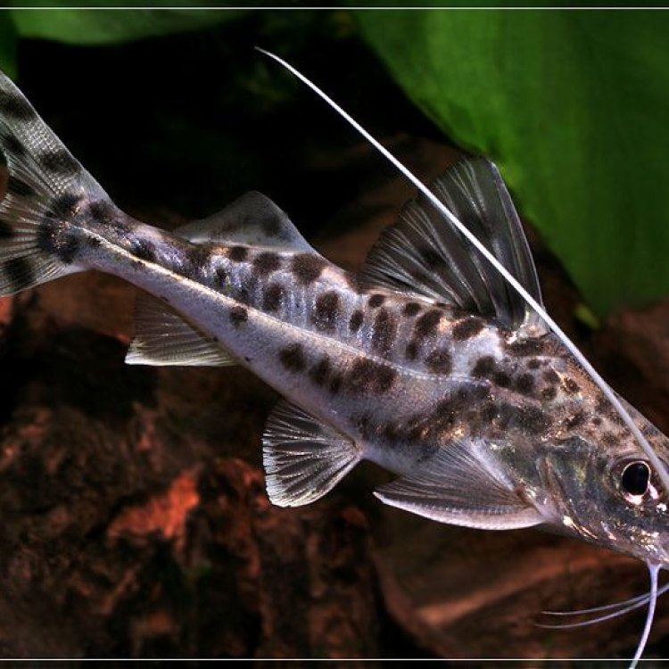 Memperkenalkan Pictus Catfish: Hewan Eksotis yang Menarik di Dunia Ikan Air Tawar