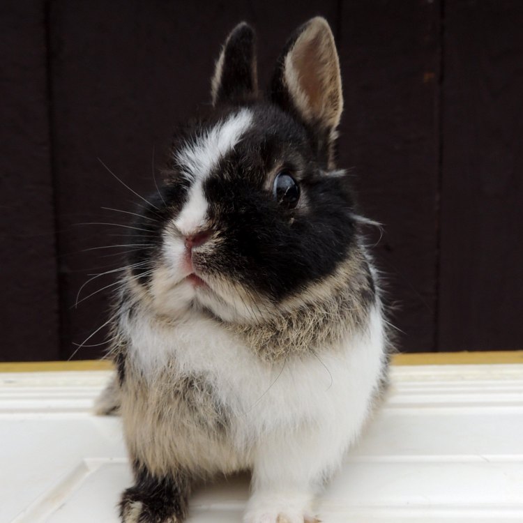 Mengenal Netherland Dwarf Rabbit, Hewan Peliharaan Menawan dengan Ukuran Mini