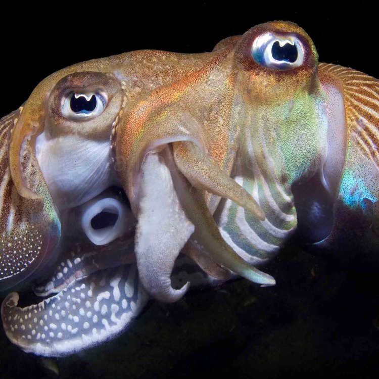 Mengenal Lebih Dekat Cuttlefish: Hewan Ajaib yang Mampu Merubah Warna dengan Cepat dan Memikat!