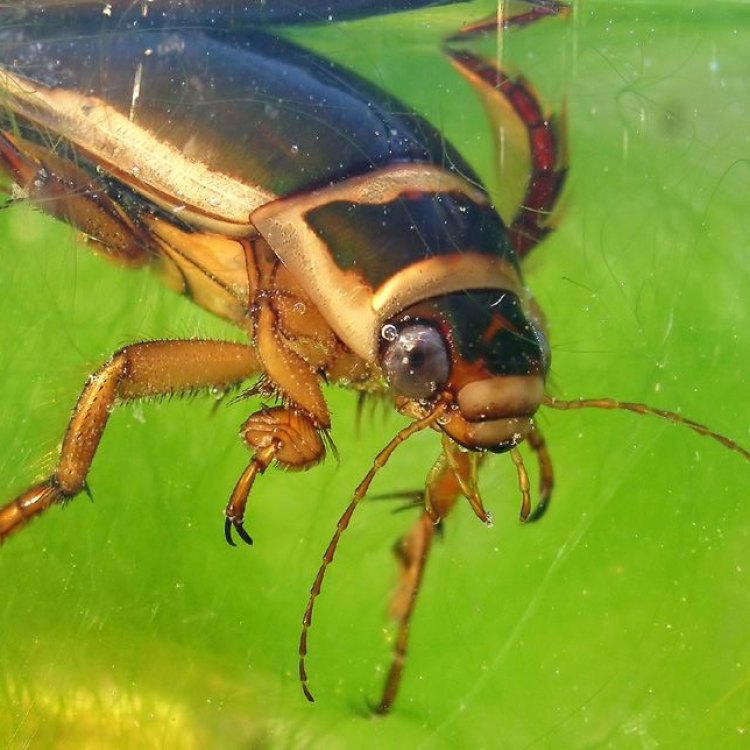 Menakar Keunikannya: Hewan Air Water Beetle