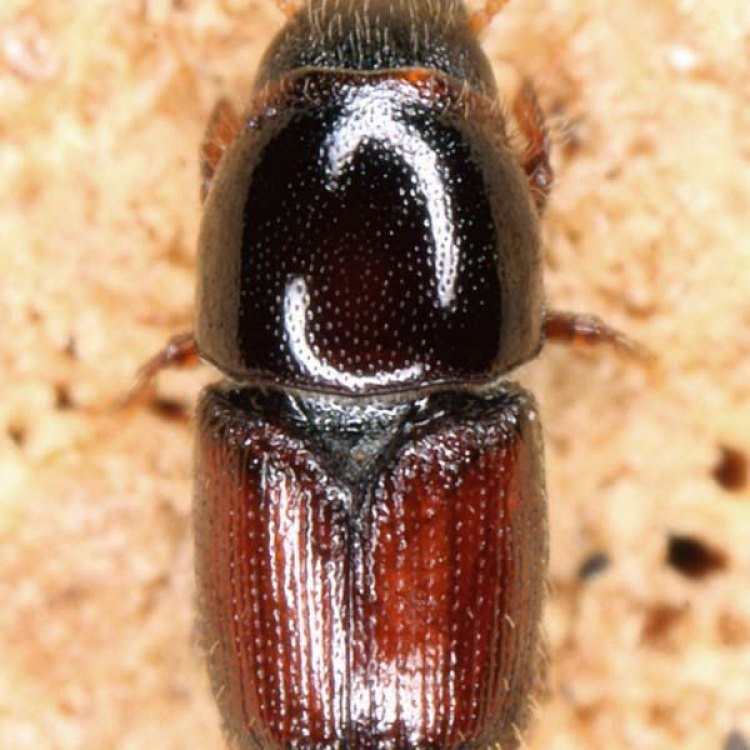 Bark Beetle: Kumbang Pemakan Kulit Kayu yang Merugikan