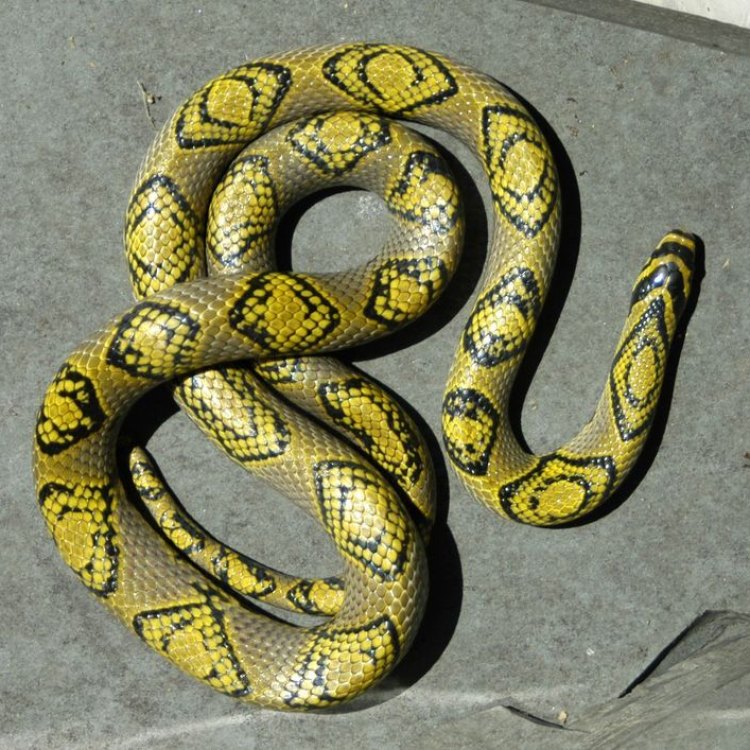 Mengenal Lebih Dekat Hewan Mandarin Rat Snake