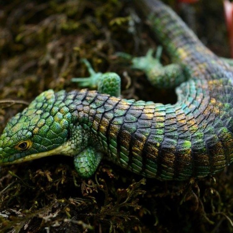 Mexican Alligator Lizard: Penjelajah hutan tropis yang Mengagumkan