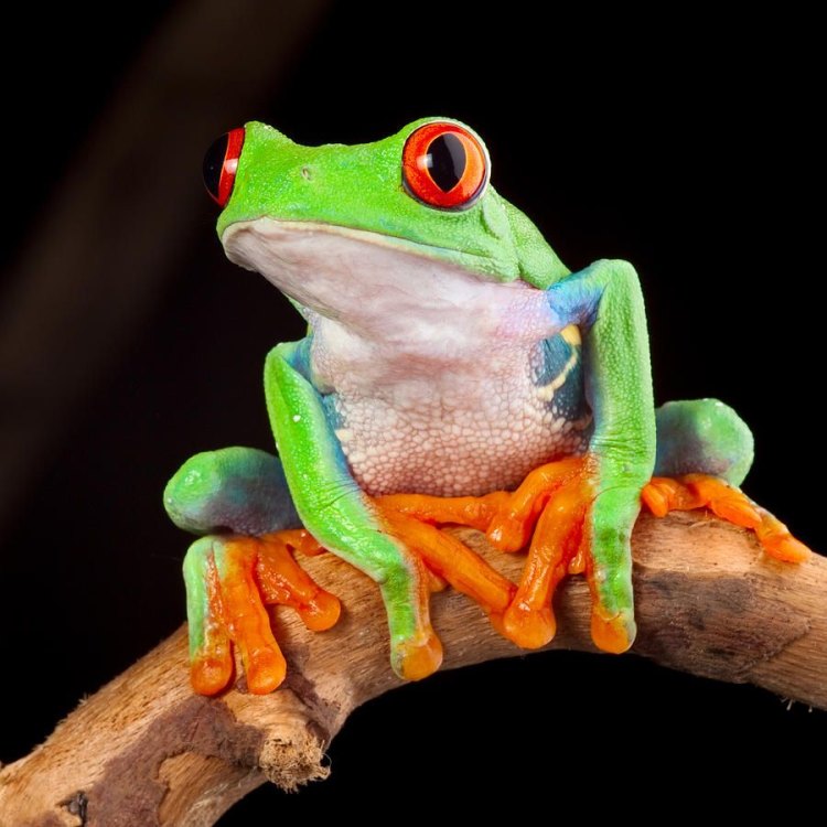 Mengenal Red Eyed Tree Frog: Hewan Unik dari Hutan Hujan Central America