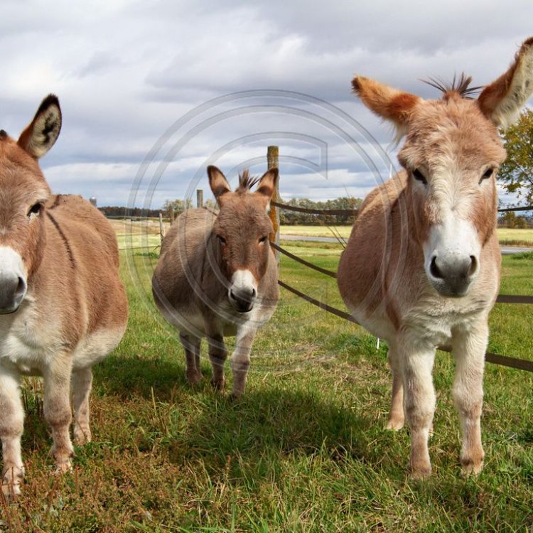 Donkey: Hewan Pekerja yang Produktif dan Bertahan Hidup di Beragam Lingkungan