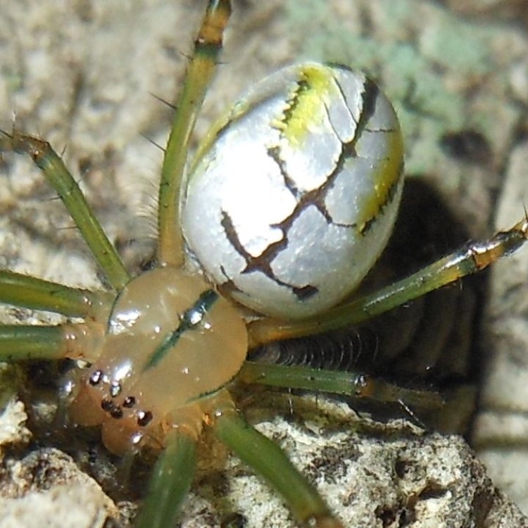 Grass Spider: Pemangsa Licin di Hutan Rumput Amerika Utara