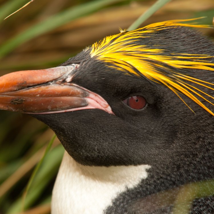 Judul: Macaroni Penguin: Pahlawan Kecil di Kutub Selatan